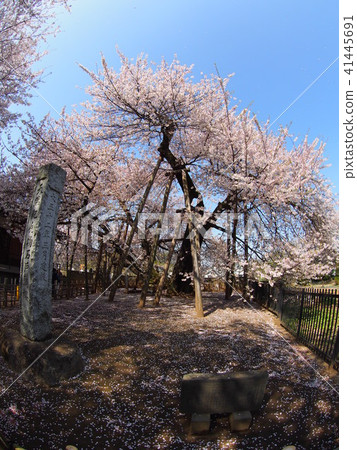 Ishido Kamakura 41445691