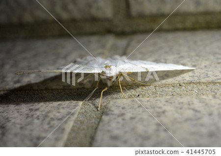 White moth White moth 41445705