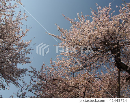 Ishido Kamakura 41445714