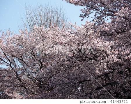 Ishido Kamakura Ishido Kamakura 41445721