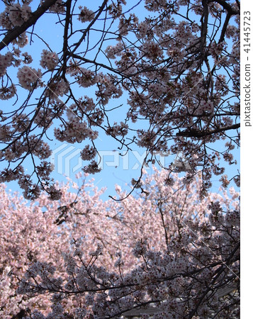 Ishido Kamakura Ishido Kamakura 41445723