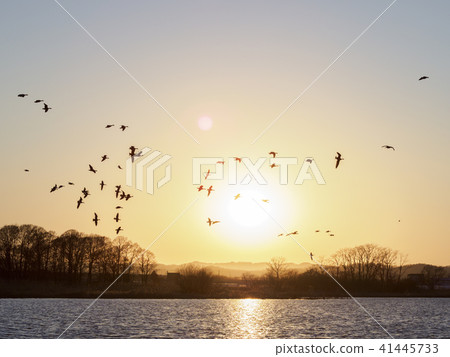 Magan flying in front of the sunset 41445733