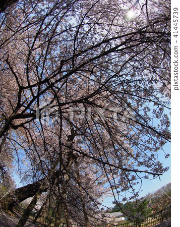 Ishido Kamakura Ishido Kamakura 41445739