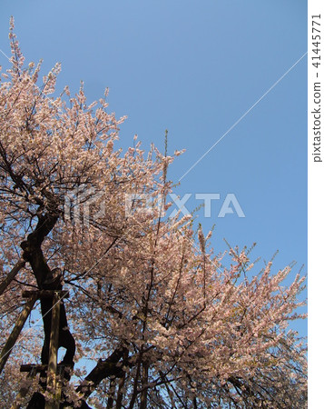 Ishido Kamakura Ishido Kamakura 41445771