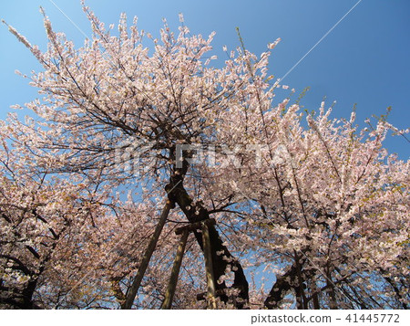 Ishido Kamakura Ishido Kamakura 41445772