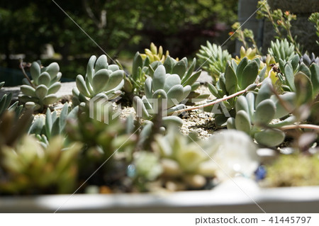 Container Garden Gardening pulp plant garden 41445797