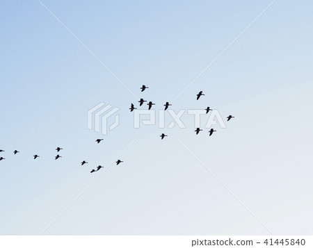 A group of wild goose flying blue sky at the beginning of dusk 41445840