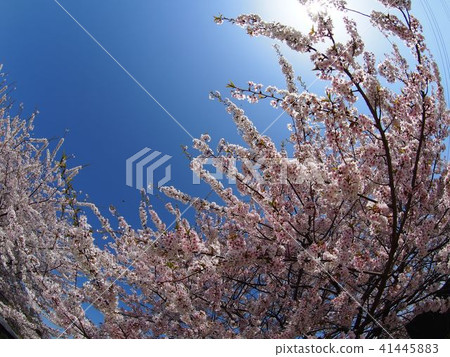 Ishido Kamakura Ishido Kamakura 41445883