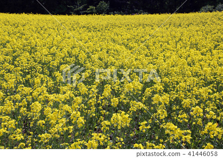 Rape blossoms Rape blossoms 41446058
