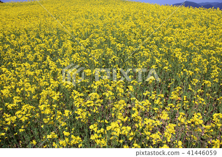 Rape blossoms Rape blossoms 41446059