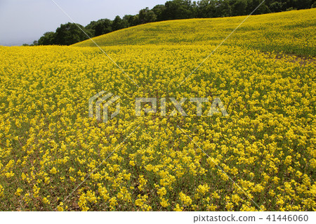 Rape blossoms Rape blossoms 41446060