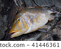Hamafuefuki 41446361