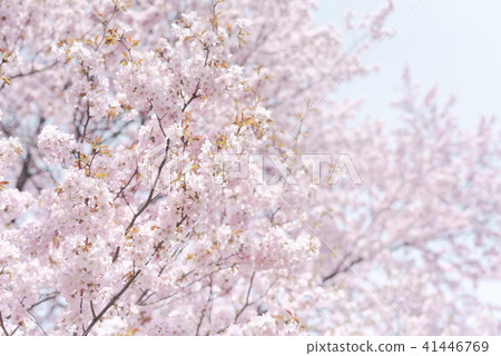 Ezo yamazakura in full bloom (high key) Ezo yamazakura in full bloom (high key) 41446769