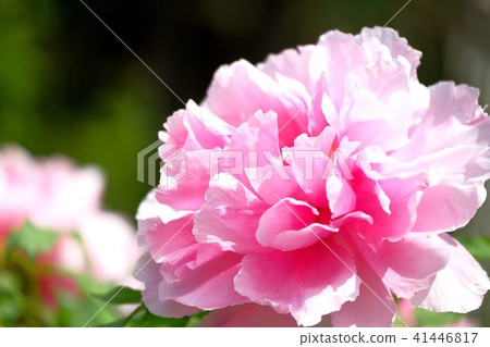 鈕扣牡丹 鈕扣牡丹 41446817