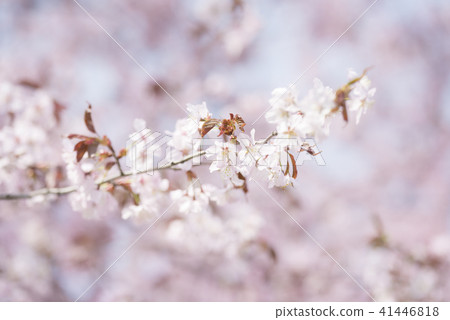 Ezo Yamazakura in full bloom 41446818