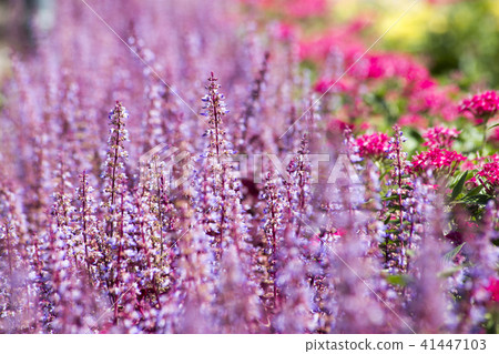 Flowerbed Family Flower Flowerbed Family Flower 41447103