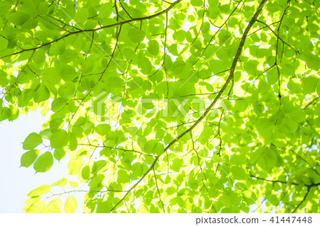 清新的綠色 41447448