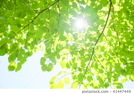 Refreshing fresh green and sun 41447449