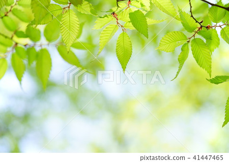 Fresh green · Keyaki frame Fresh green · Keyaki frame 41447465