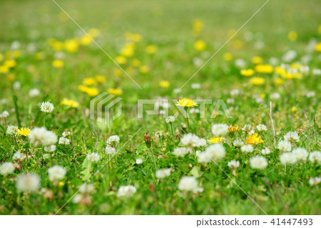 春天的花2 41447493