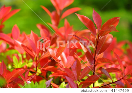 單板龜 單板龜 41447499