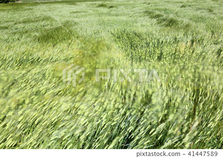 Wheat fields swaying by the wind Wheat fields swaying by the wind 41447589