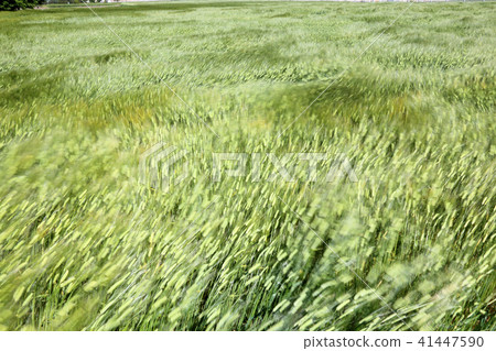 Wheat fields swaying by the wind 41447590