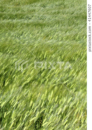 Wheat fields swaying by the wind 41447607
