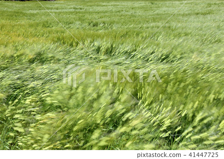 Wheat fields swaying by the wind Wheat fields swaying by the wind 41447725