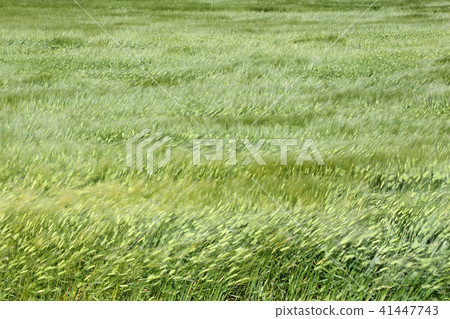 麥田被風搖曳 41447743