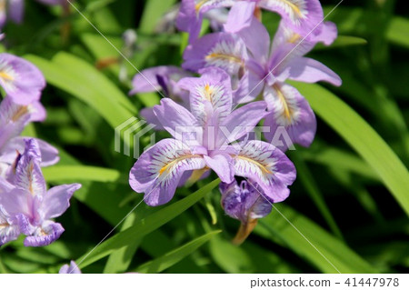 花漬·Azumiyama公園(福島縣·郡山市) 花漬·Azumiyama公園(福島縣·郡山市) 41447978
