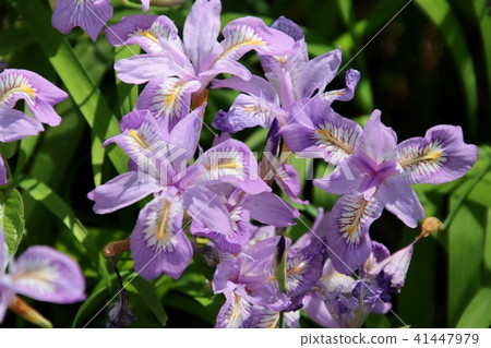 Flower stain · Azumiyama park (Fukushima prefecture · Koriyama city) 41447979