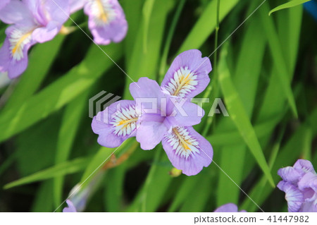 Flower stain · Azumiyama park (Fukushima prefecture · Koriyama city) 41447982