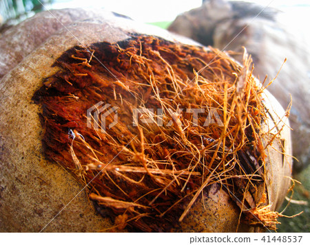 dry mesocarp in coconut. dry mesocarp in coconut. 41448537