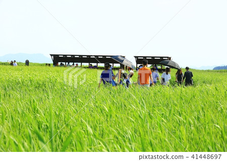 Green reeds! Green reeds! 41448697
