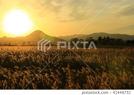 Burning reeds! Burning reeds! 41448732