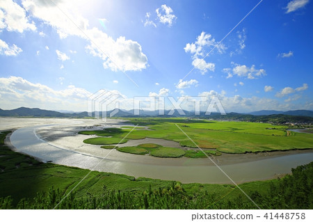 綠色的蘆葦! 綠色的蘆葦! 41448758