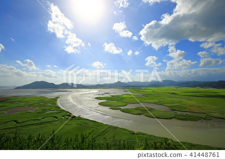 綠色的蘆葦! 綠色的蘆葦! 41448761