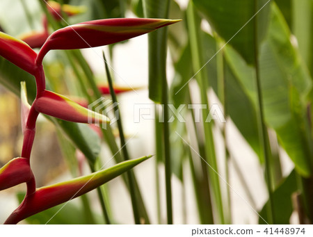 Beautiful Heliconia flower 41448974