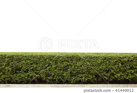 green bush isolated green bush isolated 41449012