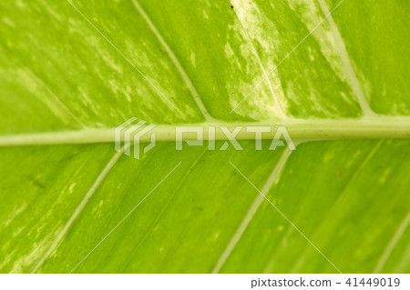 abstract image of fresh Green Palm leaves abstract image of fresh Green Palm leaves 41449019