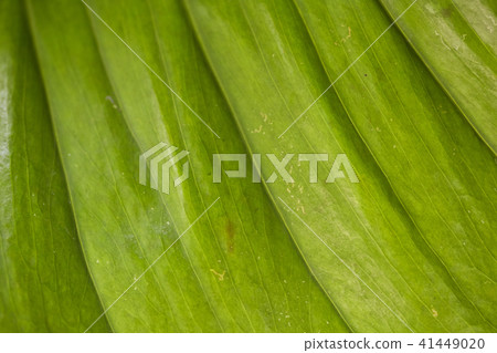 abstract image of fresh Green Palm leaves abstract image of fresh Green Palm leaves 41449020