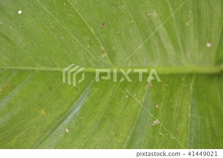 abstract image of fresh Green Palm leaves abstract image of fresh Green Palm leaves 41449021
