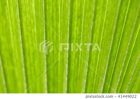 abstract image of fresh Green Palm leaves abstract image of fresh Green Palm leaves 41449022