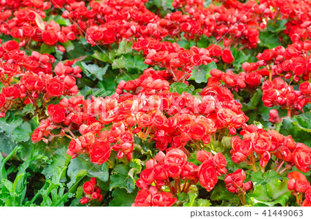 Red begonia flower with green leaves background Red begonia flower with green leaves background 41449063