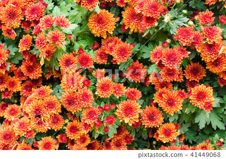 A lots of flowers group background A lots of flowers group background 41449068