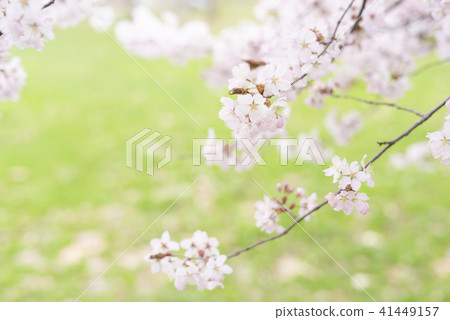 櫻花盛開 - 吉野櫻花樹 -  41449157