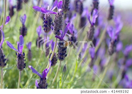 薰衣草Stoekas 41449192