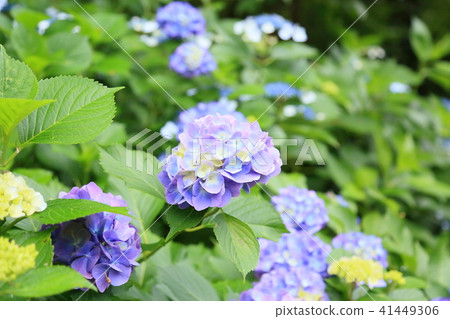 繡球花 繡球花 41449306