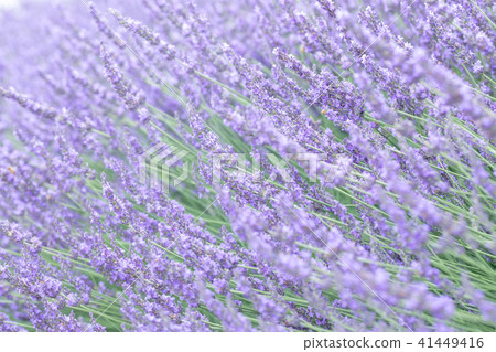 Lavender field group 41449416